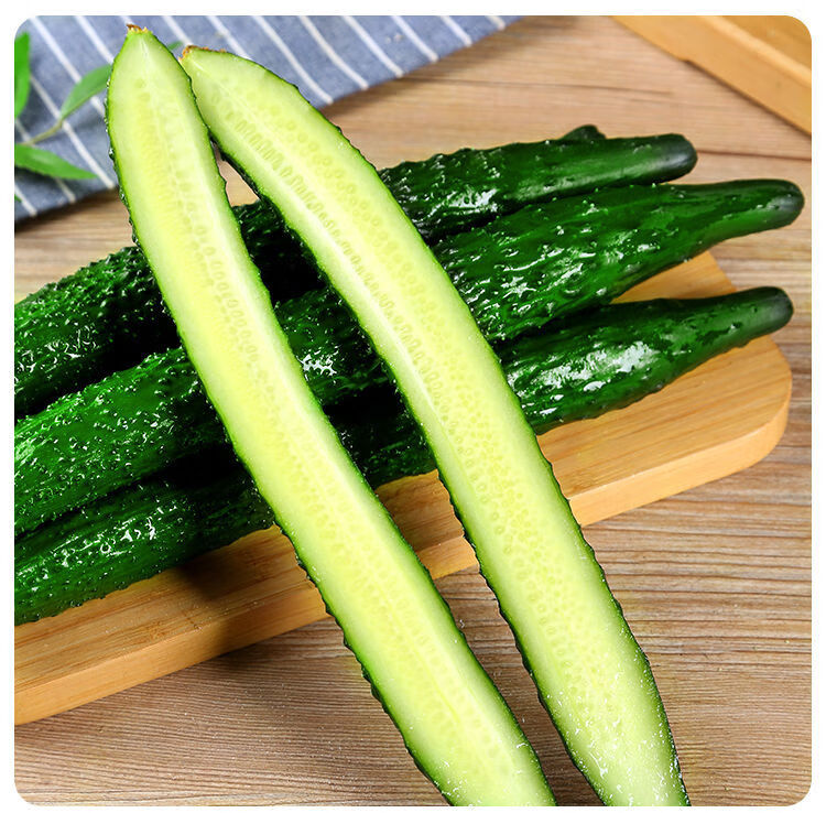 520礼物送女友当天现摘新鲜黄瓜露天种植现摘现发云南新鲜蔬菜刺瓜共