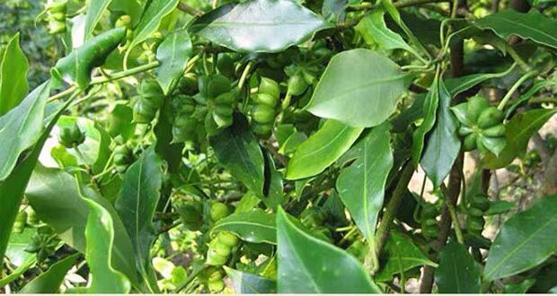 八角香料大全桂皮香叶花椒孜然茴香白芷良姜草寇干姜沙姜火锅底料香叶