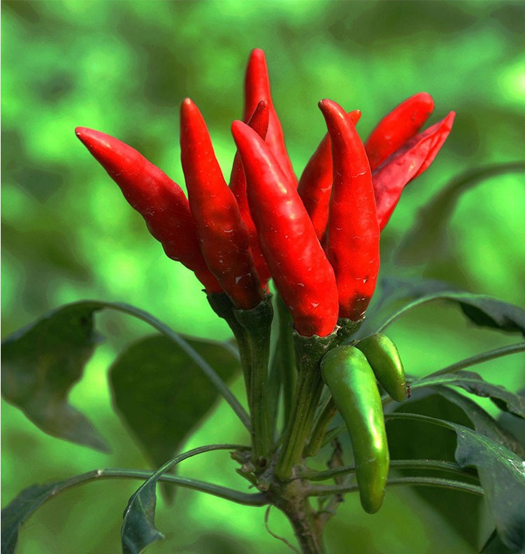 时艺寿光蔬菜种子泰国超辣朝天椒多单生朝天椒种苗鬼椒观赏食用备菜园