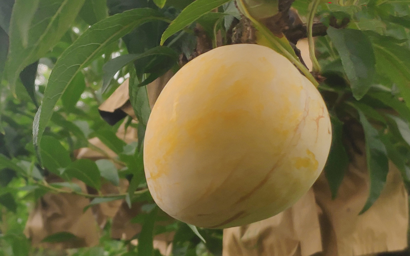 正宗湖南汝城文明黄金奈李5斤装甜李子新鲜现摘10斤当季水果特产坏果