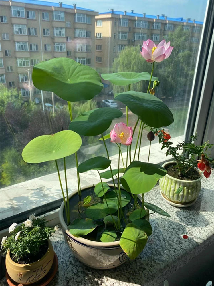 叠勖碗莲水培植物花卉室内花好养四季开花种子籽荷花小盆栽睡莲景阳台