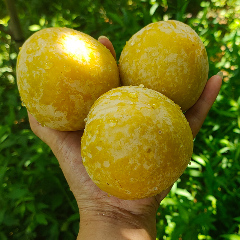 爵妃正宗乐昌九峰山黄金奈李 李子奈李 新鲜水果 非脱骨李蜂糖李  礼