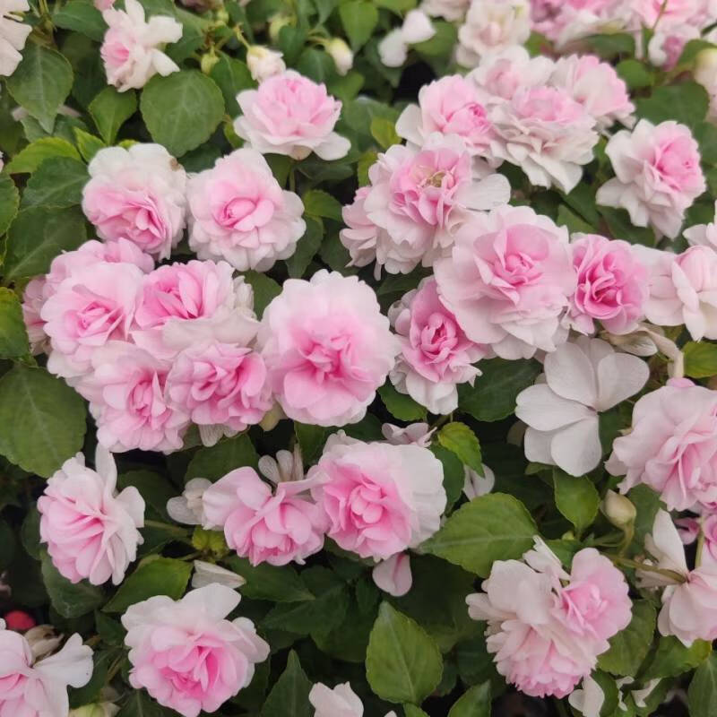 非洲重瓣凤仙四季开花水梅花 盆栽 红色 13cm盆【图片 价格 品牌 报价