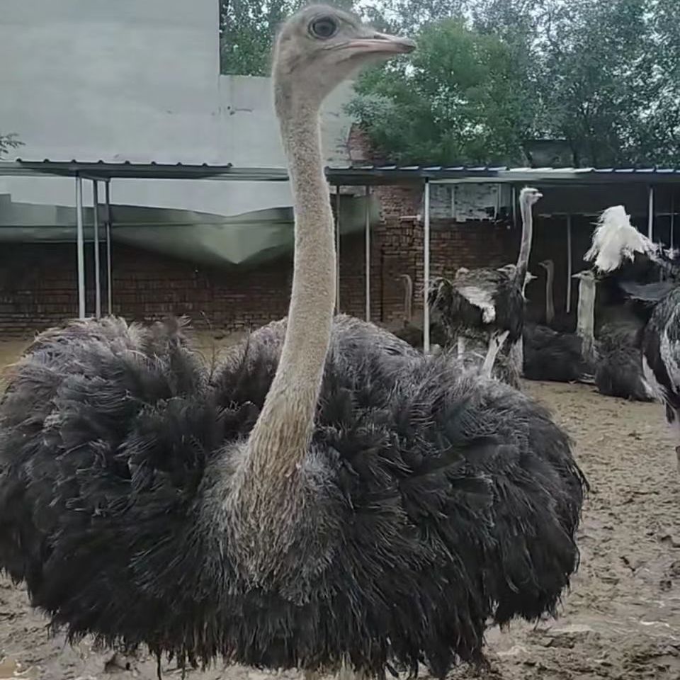 鴕鳥公母活苗幼苗一對脫溫苗非洲鴕鳥幼崽活體成年大鴕鳥蛋批發 兩個