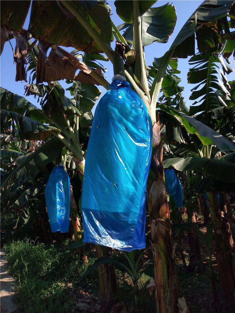 香蕉套袋一体香蕉套袋保温防寒袋防虫袋香蕉珍珠棉连体套袋全国一体2