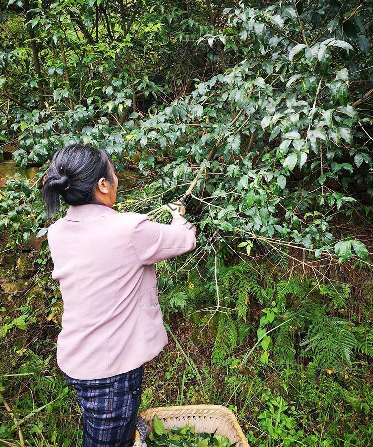 贵州遵义特产苦丁茶小叶苦茶余庆小叶苦茶苦中甘甜毛冬青茶 苦丁茶250