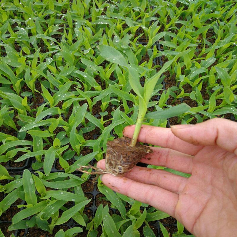 苗阳台盆栽玉米秧苗春秋四季种植蔬菜幼苗 水果玉米苗【10颗】【图片
