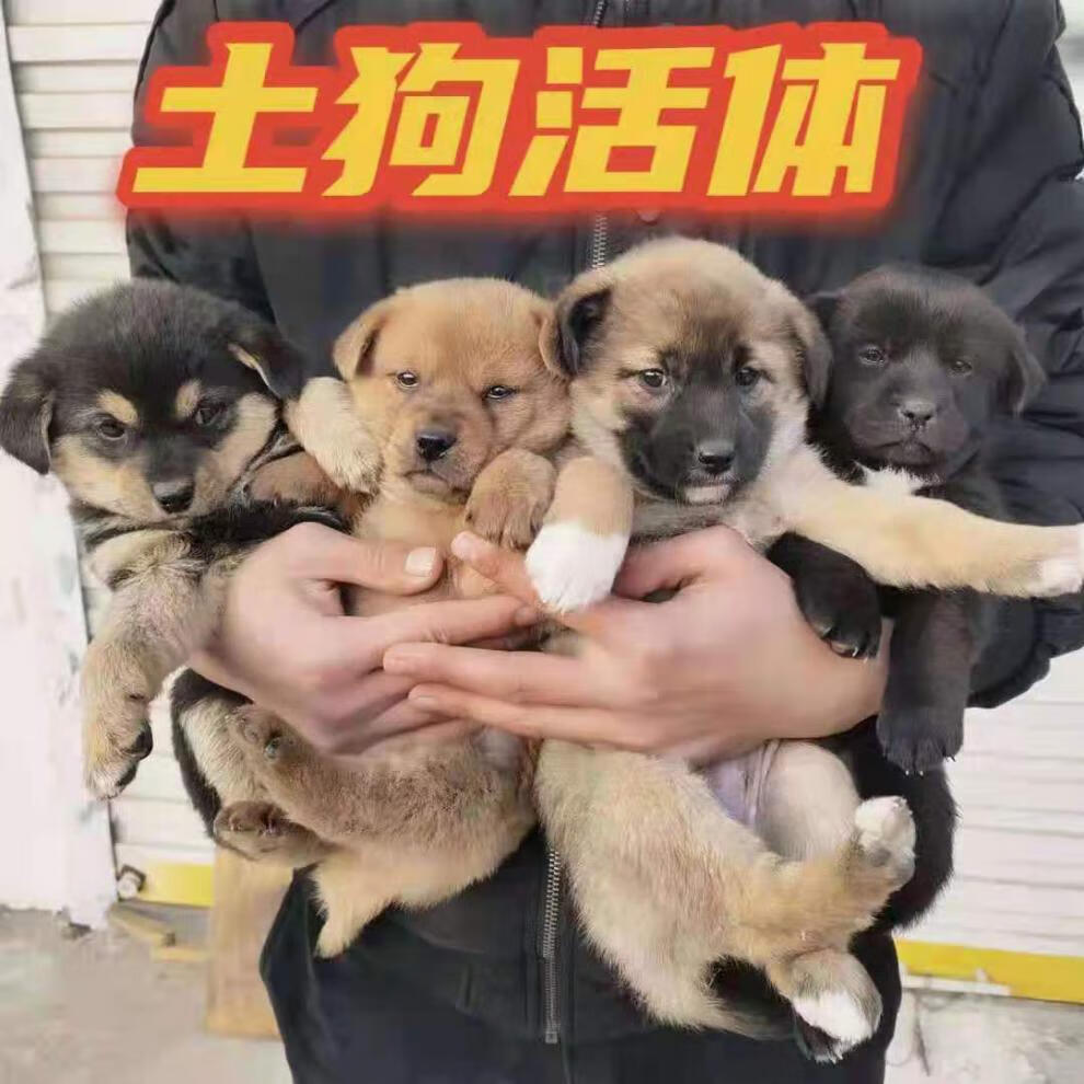 荣郁土狗活体活物本地土狗中华田园犬领养农村看家护院幼崽大型肉狗苗