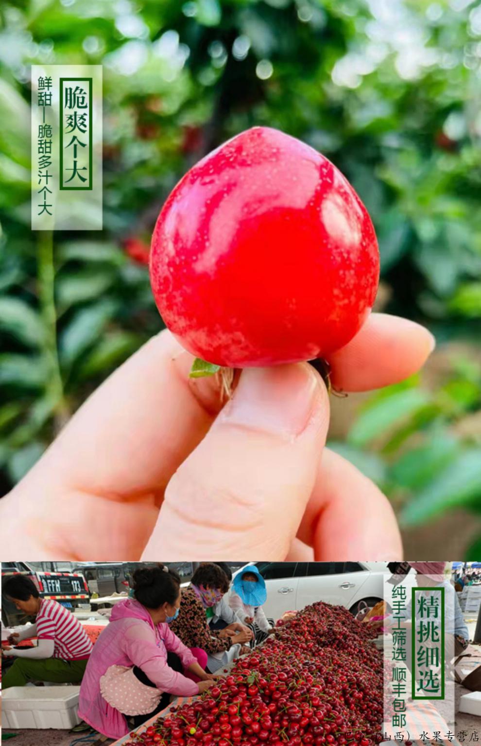 头茬自然熟顺丰山东大樱桃国产心形萨米脱樱桃爽脆樱桃新鲜车厘子沙
