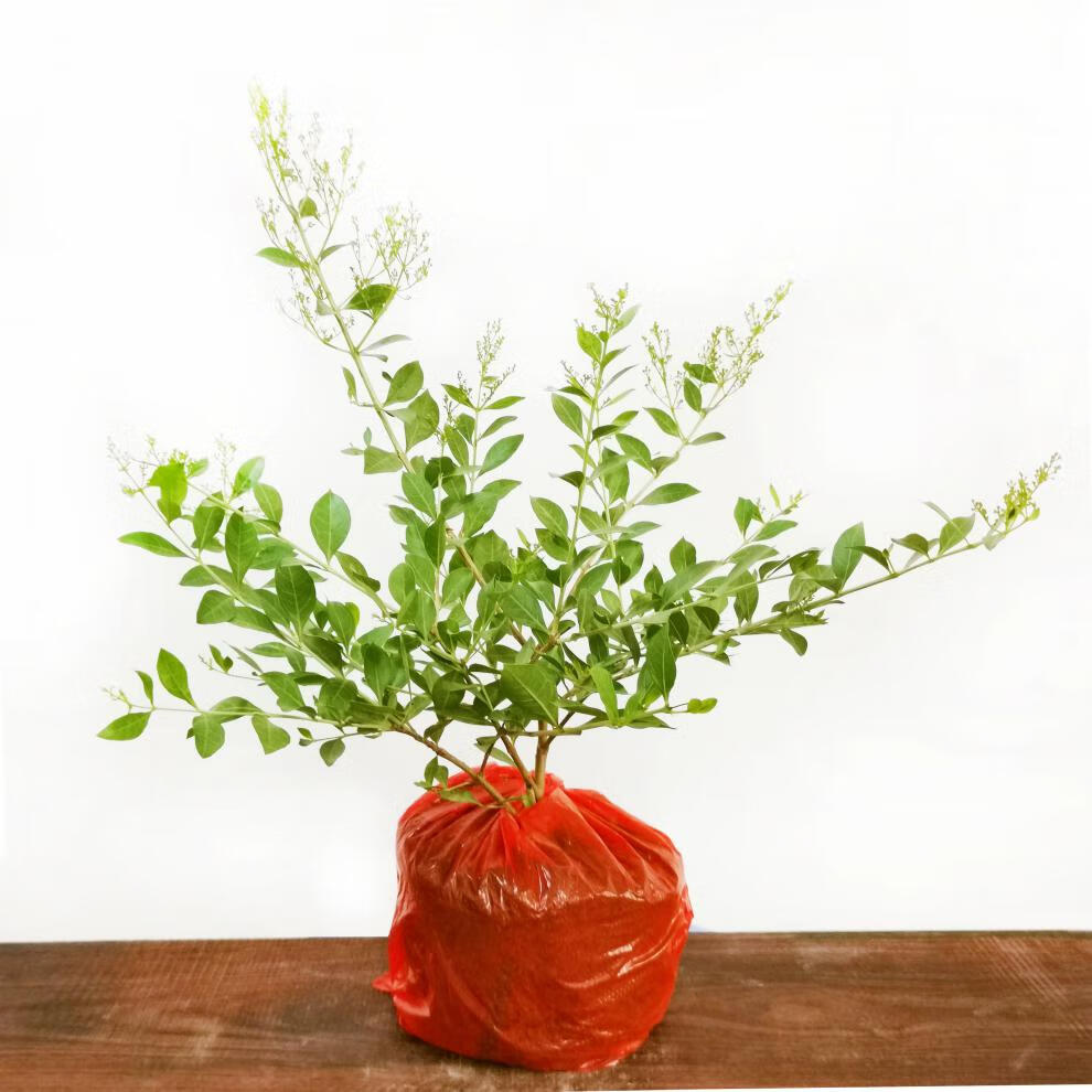 指甲花盆栽散沫花开花浓香四季常青室内外绿植好养带花苞 指甲花原土