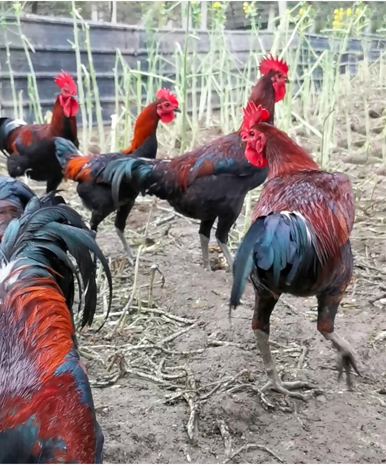 土鸡活苗活体小鸡纯种贵州大型高脚长尾老品种家禽青脚麻非斗鸡苗 30