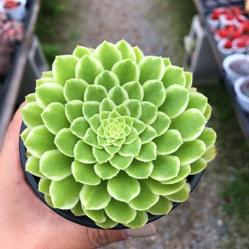 法師錦多肉植物多肉小盆栽仙人掌多肉植物批發多肉植物盆栽可愛室 粉