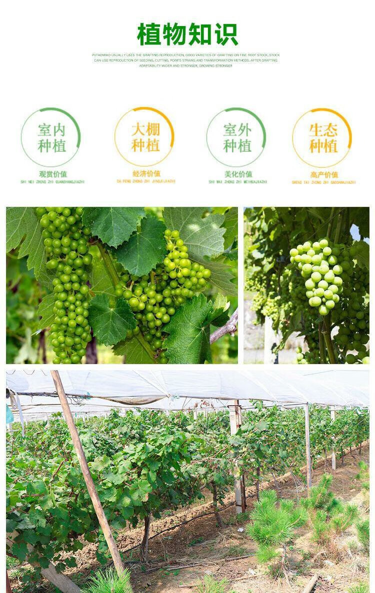 葡萄树苗北南方种植当年结果 5年苗 70cm(含)-79cm(含)【图片 价格