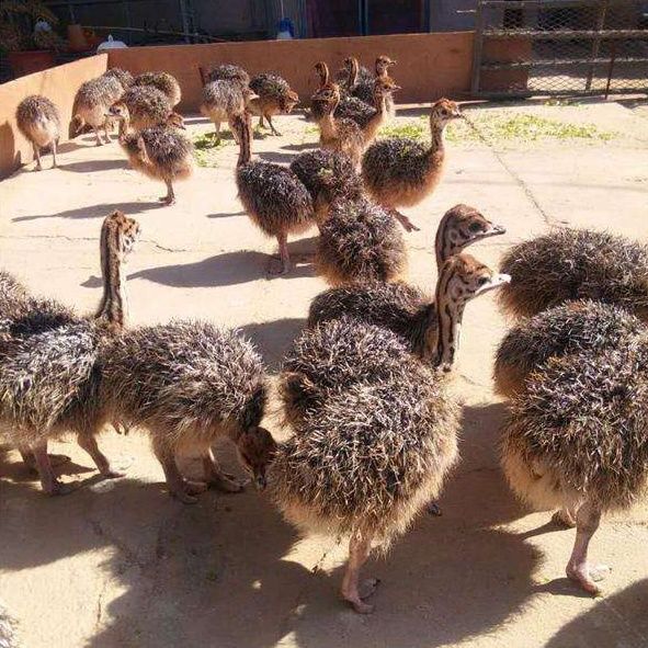鸵鸟活苗 大型非洲鸵鸟苗澳洲活苗幼苗幼崽鸸鹋小鸵鸟幼苗成年鸵鸟一