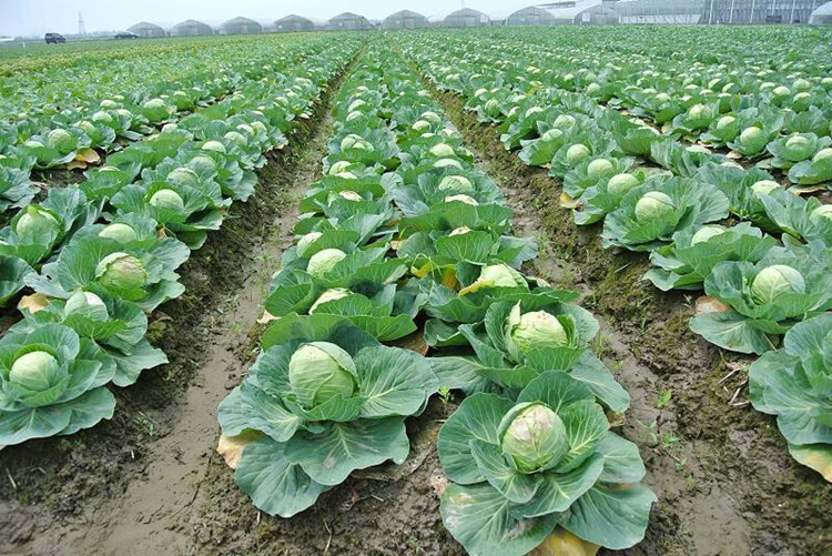 耐寒西兰花苗秋冬四季有机花菜苗幼苗蔬菜苗绿甘兰紫甘兰莴苣阳台芹菜