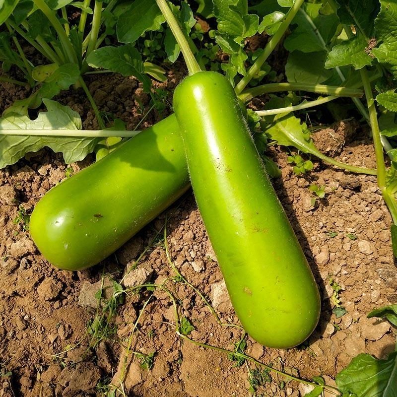 精选生鲜现摘现发闽农家自种新鲜瓠子瓜短葫芦瓜新鲜瓠瓜西葫芦瓜3斤