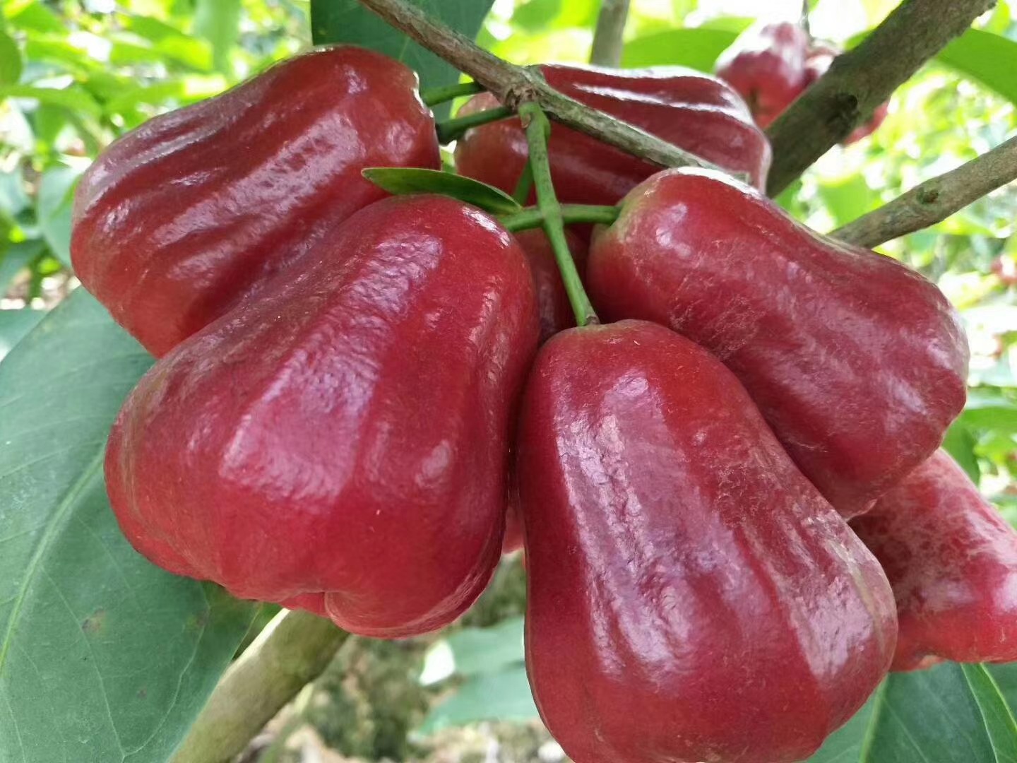 海南黑金刚莲雾精选果树上熟海南特产热带莲雾果孕妇水果黑金刚莲雾4