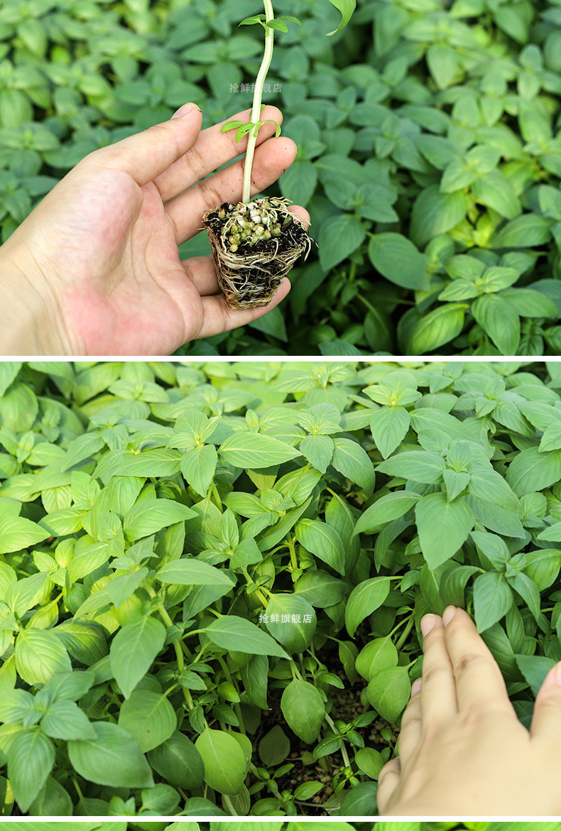 薄荷盆栽西餐香料植物迷迭香藿室內好養羅勒苗九層塔活秧苗檸檬薄荷