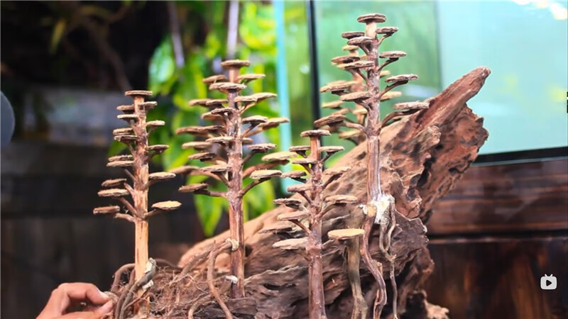 骨架圆片 巴西树 树冠造景沉木 水草莫斯粘接水族 莫斯树主骨架一份