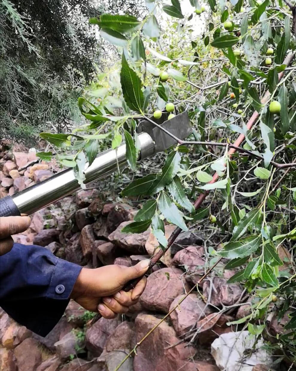 摘野酸棗神器 摘酸棗野酸棗工具神器採摘工具不鏽鋼高空摘山棗防扎防