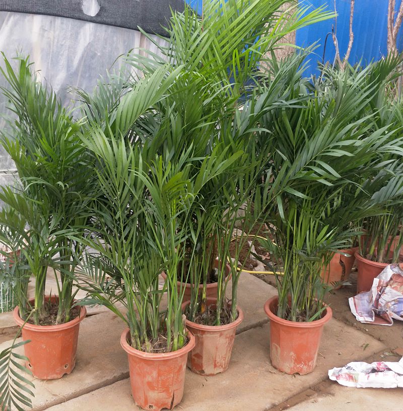 凤尾竹富贵椰子阳台客厅室内大绿植原土发货4050厘米左右袖珍椰子不含