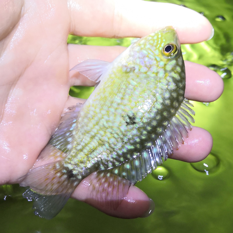 德州豹滿天星綠巨人混養大型熱帶魚觀賞魚魚苗淡水魚活體寵物藍徳薩9