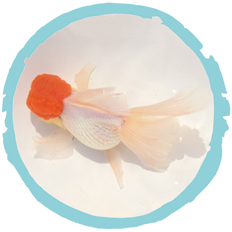 金鱼活体活鱼精品凤鹤凤尾鹤顶红观赏鱼冷水大尾凤尾好养耐活观赏鱼