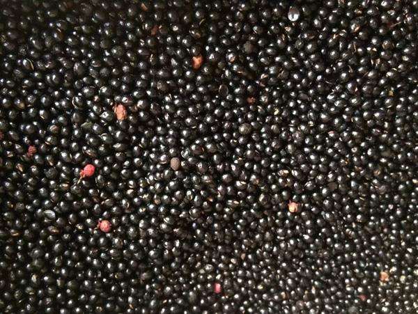 藤椒种子韩城大红袍花椒种子 九叶青花椒种子 山花椒麻椒油椒树籽