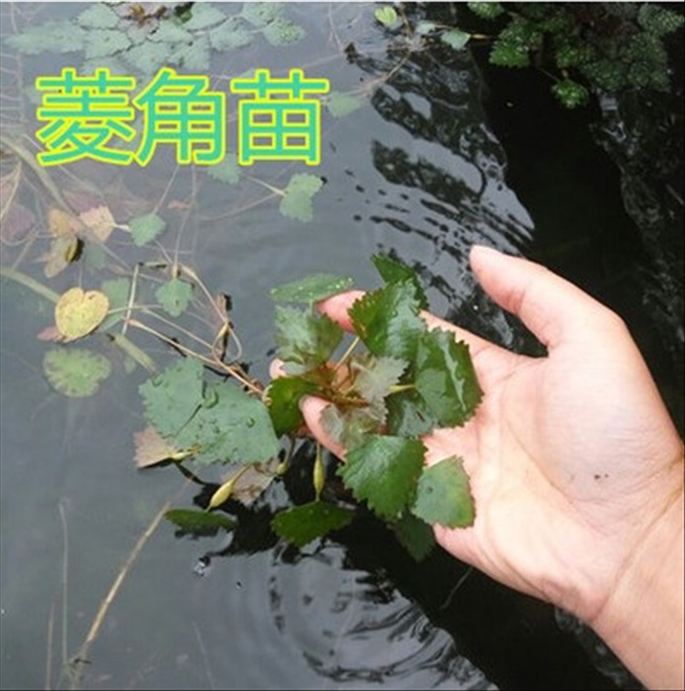菱角苗 青菱角 菱角苗 池塘绿化水草 菱角种子家庭阳台种植 菱角 菱角