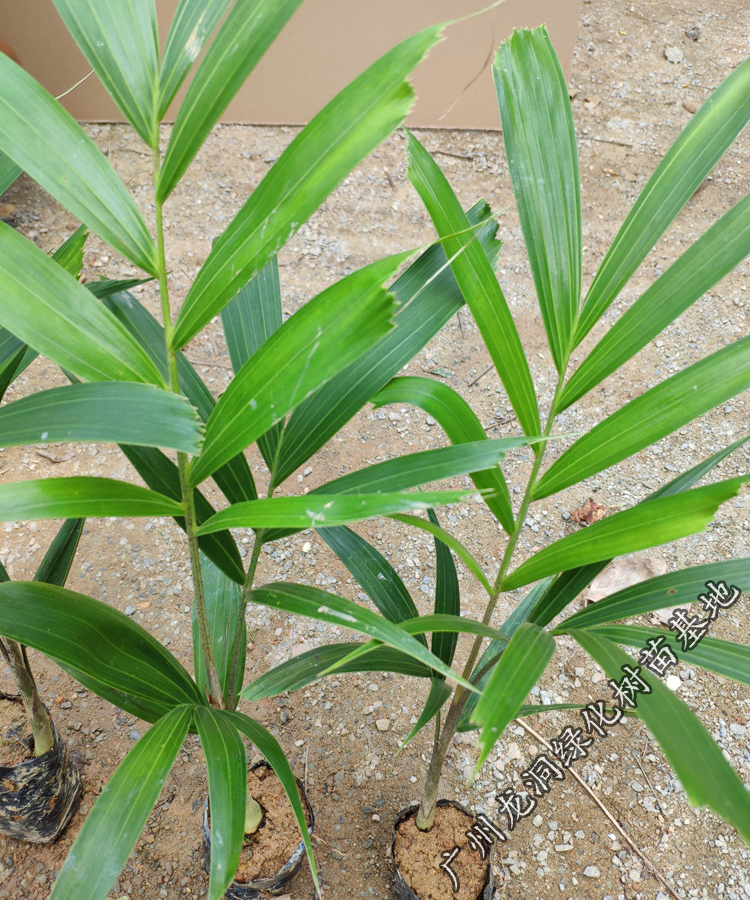 澳大利亚狐尾椰子苗四季常绿观叶植物棕榈科狐尾椰苗庭院花园盆栽狐尾