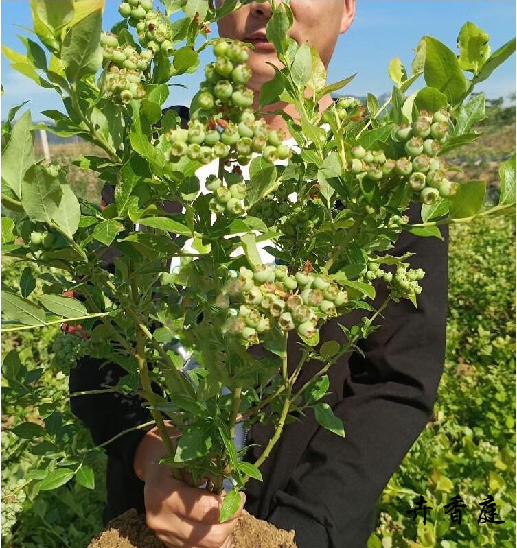 v5蓝莓(当年结果苗) 60cm(含)-69cm(含)【图片 价格 品牌 报价】-京东