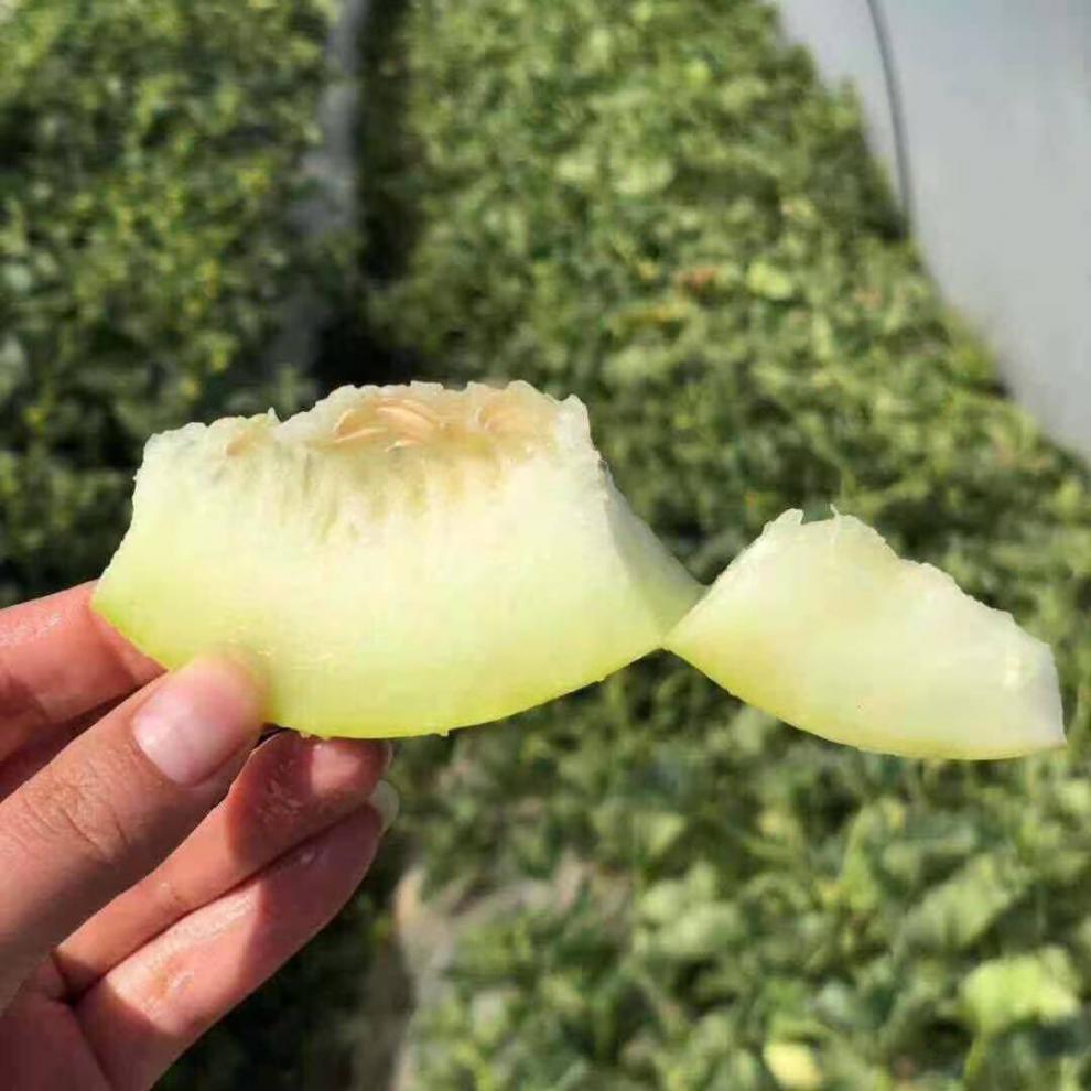 玉茹甜瓜超甜脆瓜薄皮蜜瓜田园云南水果当季新鲜香瓜爆甜团建送礼生鲜