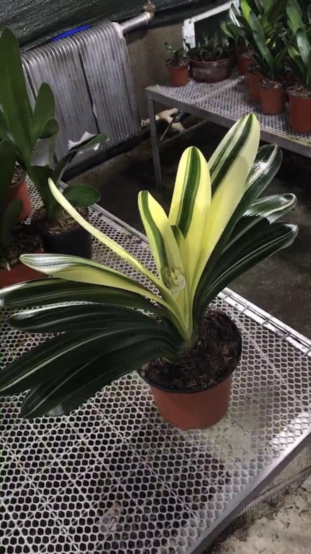 长春钢板彩兰君子兰白金龙覆轮油麻彩瓷白粗筋麻脸油匠彩小苗白金龙