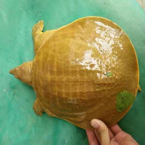 御泸鲜湘好货精选 野养超大甲鱼 黄河鳖活体野外放养中华鳖食用团鱼