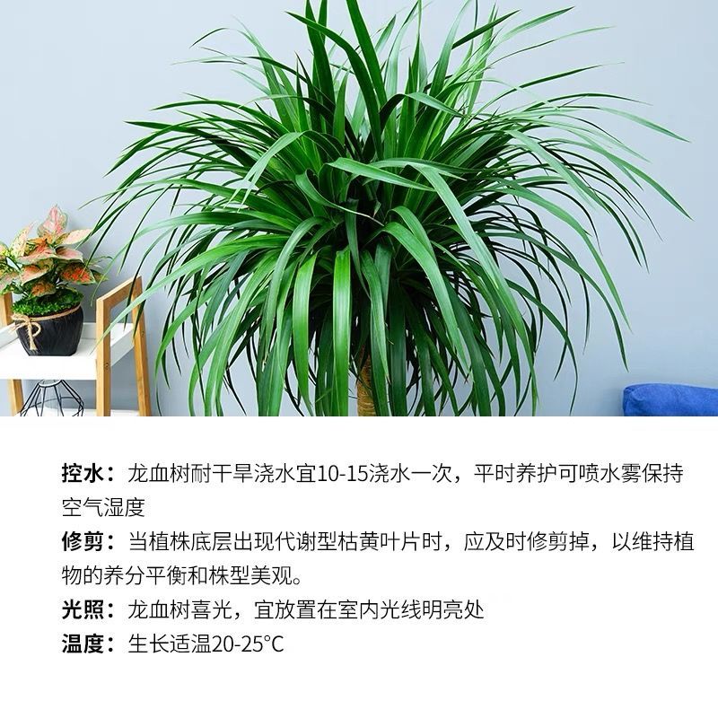 陽臺,客廳整體高度:81-110cm是否開花:不開花品種:龍血樹商品產地