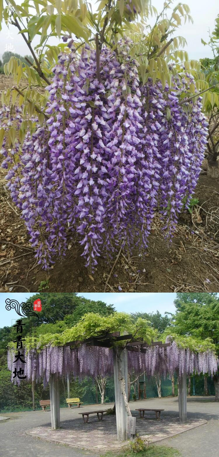 紫藤花树苗爬藤植物庭院围墙四季开花盆栽花苗绿植花卉藤蔓紫藤萝