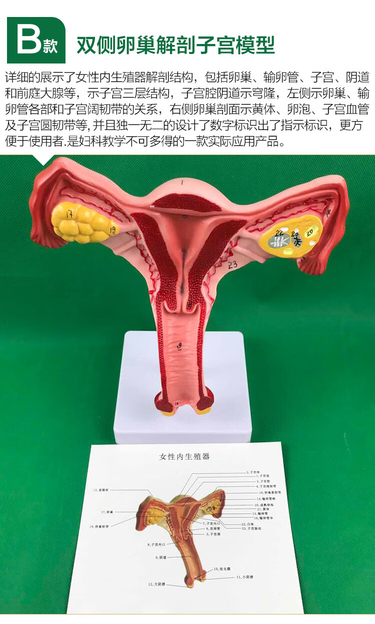 人体子宫模型教具模具阴道卵巢解剖病理医学女性仿真女性生殖模器 c款