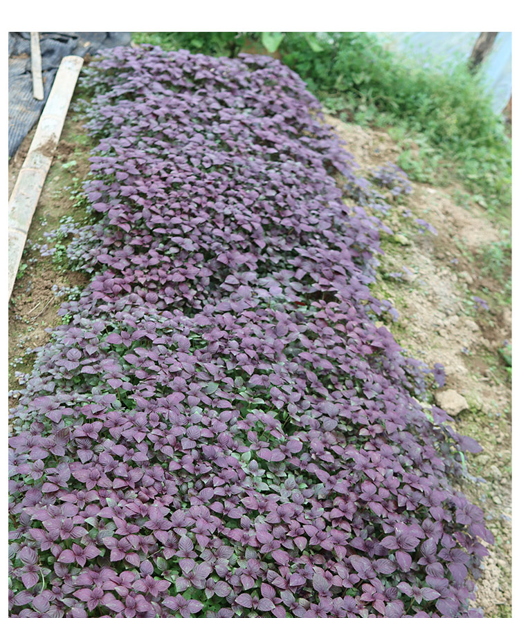 紫苏苗紫苏苗湖南岳阳本地双面紫苏新鲜可食用紫苏叶种植苗种栽30棵