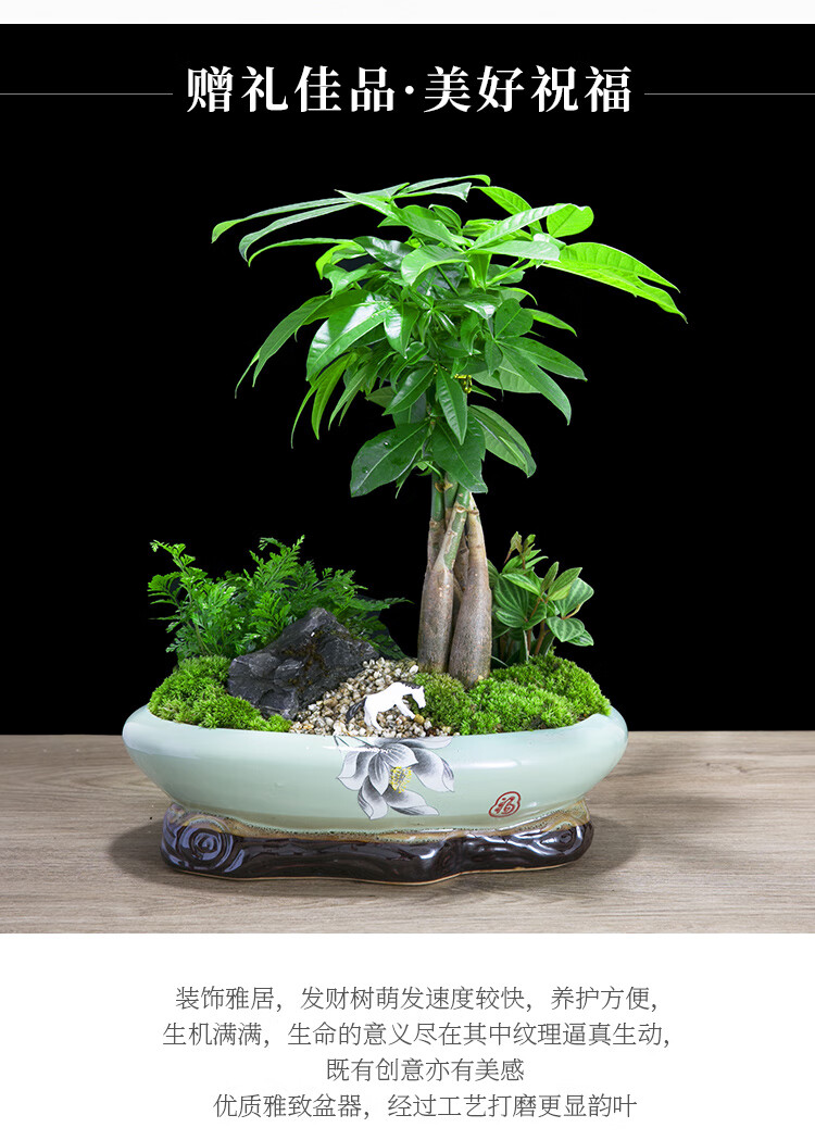 绿植发财树摆件盆栽植物室内小盆景办公室桌面客厅好养花卉幸运树 五