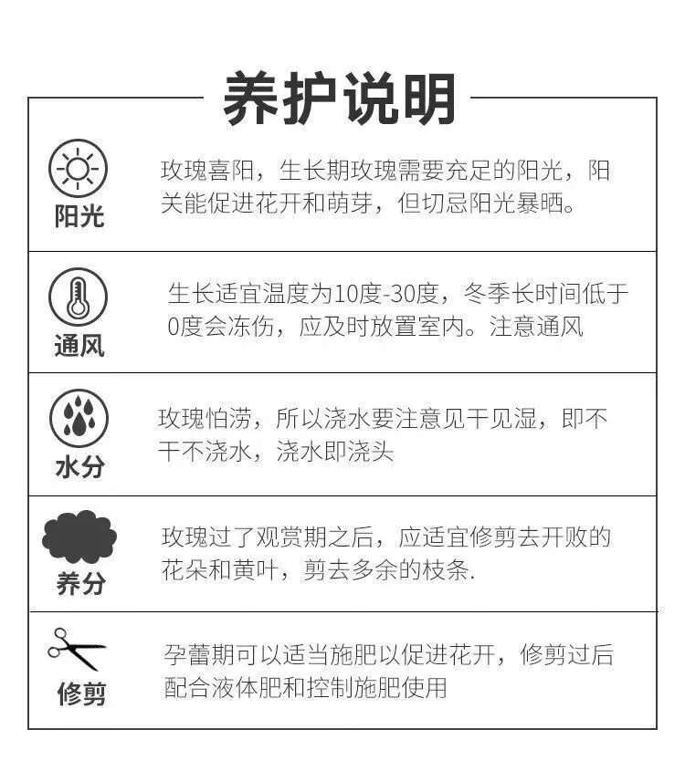 16，玫瑰花苗老樁月季特大植物室內外盆栽陽台四季開花卉不斷好養易活 香格裡拉包對版四季開花+肥料 不含盆