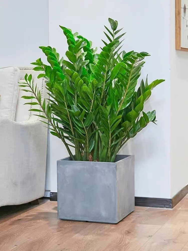 轻奢金钱树盆栽绿植室内大型绿植抖音网红sn8779一帆风顺盆5060cm7株