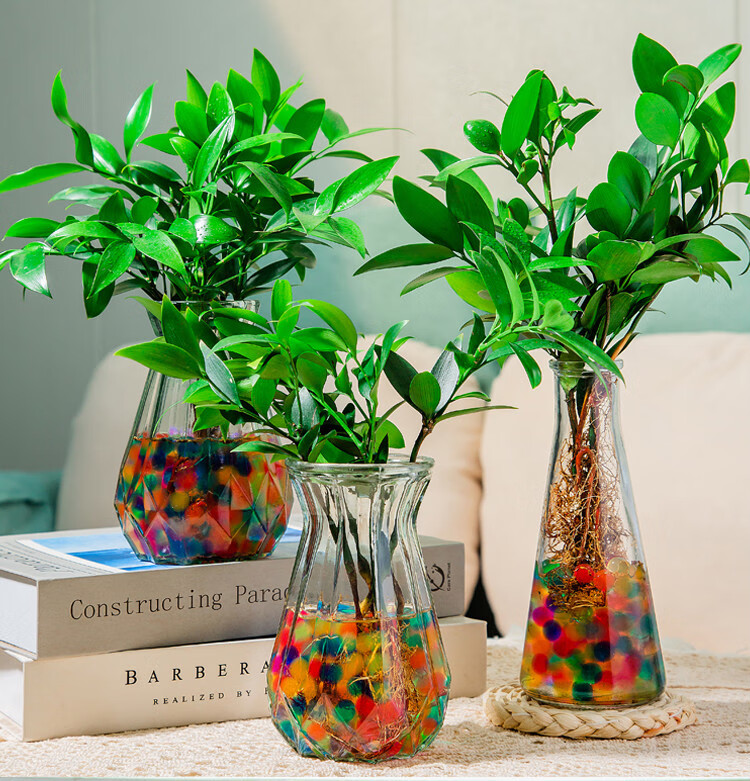 樱之恋水培竹柏水培植物竹柏室内客厅桌面绿植花卉盆栽竹柏16棵广口