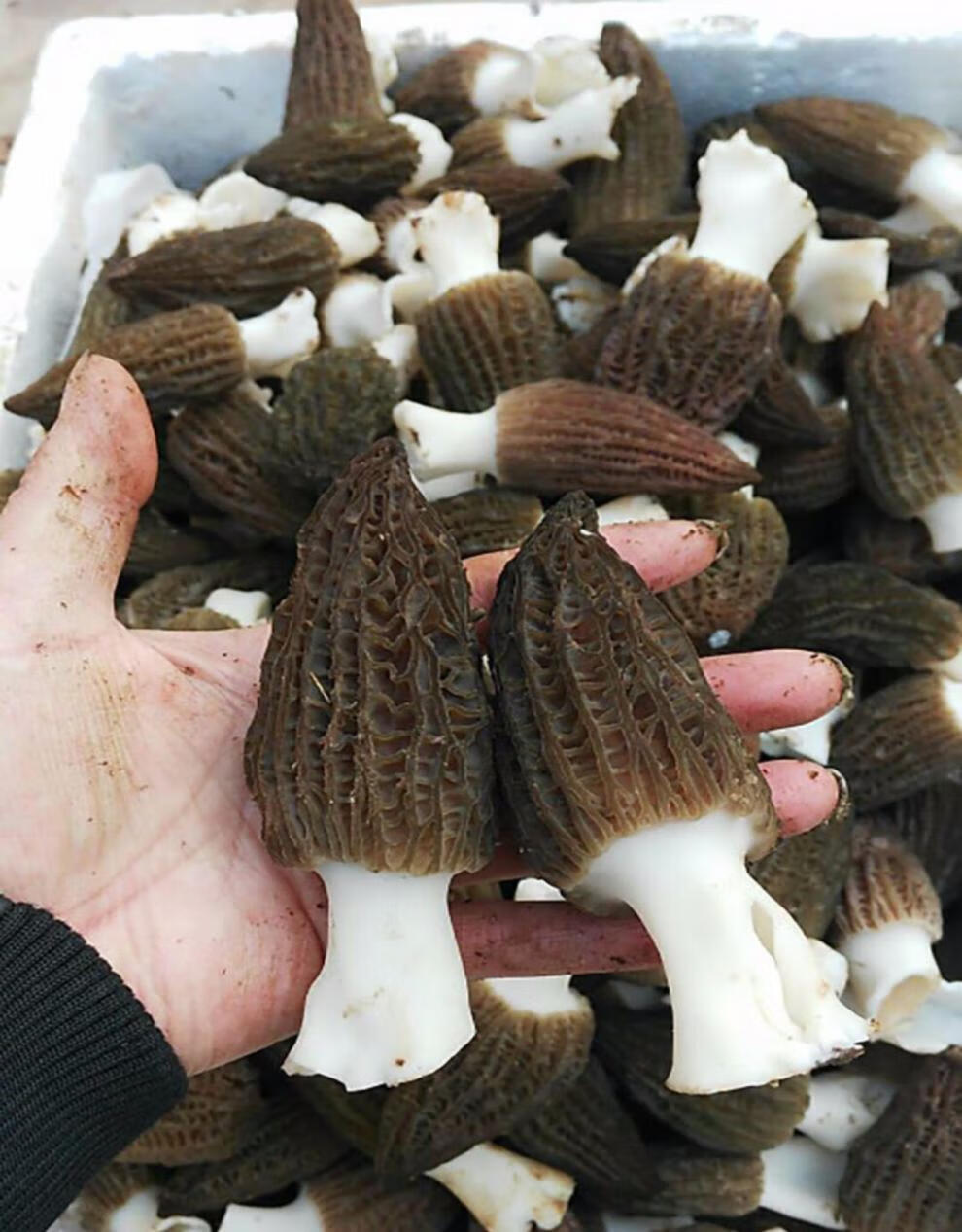 五折羊肚菌新鲜1000g云南特产野生羊肚菇蘑菇头茬食用菌煲汤非干货