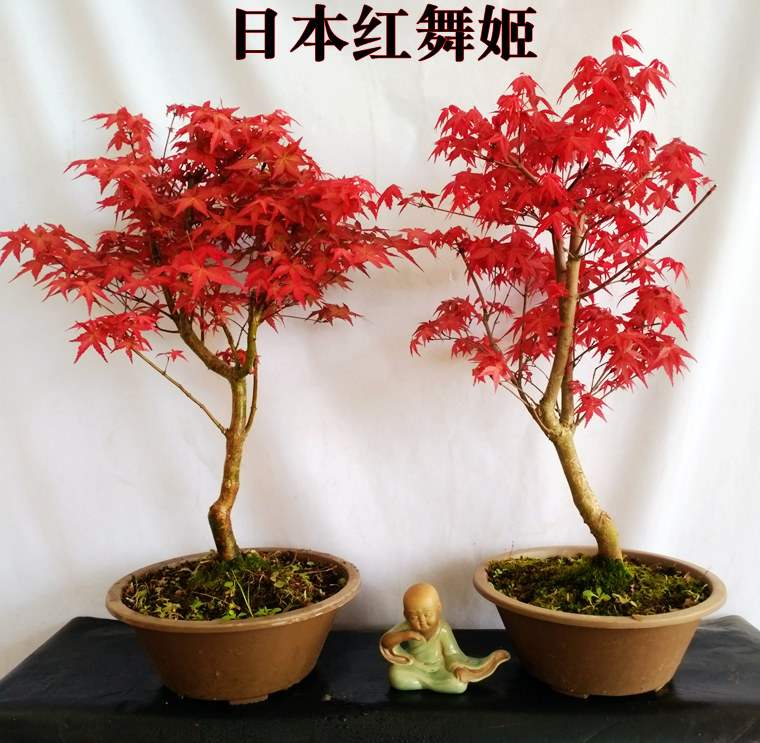 日本紅楓盆景四季好養活室內桌面盆栽老樁耐寒觀葉植物紅舞姬樹苗黃金