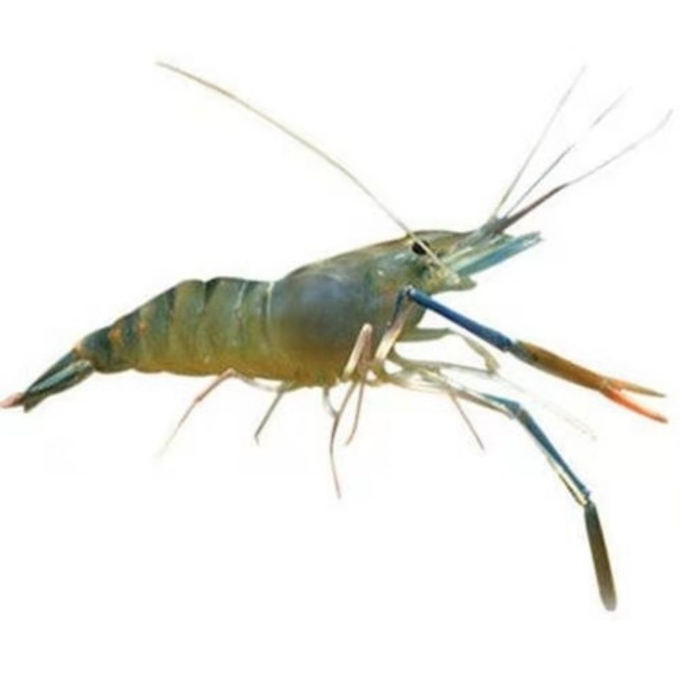 大河虾罗氏虾大头虾新鲜活虾速冻海鲜烧烤淡水虾大虾河虾特大7只1斤