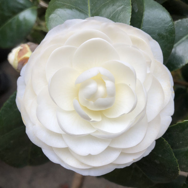 物鲜仙子 东方亮白山茶花树苗四季绿植盆栽阳台名贵花卉纯白色花水晶