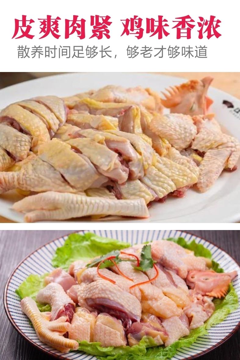 广东清远大扇鸡农家散养线鸡阉鸡正宗麻鸡走地鸡接单现杀新鲜整鸡 大