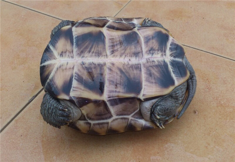 荣郁 陆地超大吃菜龟巨型活物大乌龟宠物龟活体素食龟草龟珍珠龟下蛋