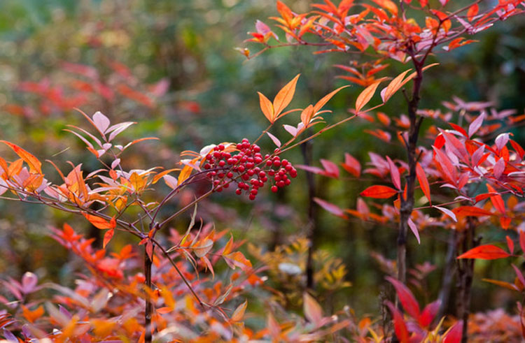 南天竹树苗 红天竹树苗 绿化苗木南天竹庭院植物绿化苗南天竹苗南天竺