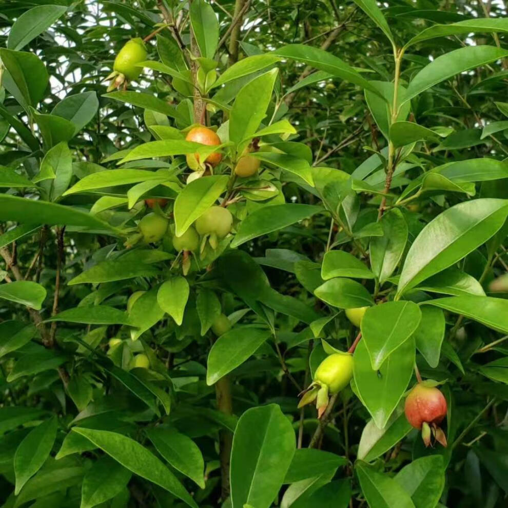 巴西长果大果黑玫瑰樱桃巴西甜樱桃果树新品种南北方种植盆栽地栽 黑